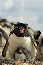 Rockhopper penguin {Eudyptes chrysocome} with chick, in breeding colony, Falkland Islands.