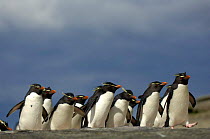 Group of rockhopper penguins {Eudyptes chrysocome} walking profile, Falkland Islands.