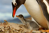 Gentoo Penguin {Pygoscelis papua} with chick, ~which is only a few days old and the egg tooth on tip of beak is still present. Falkland Islands.