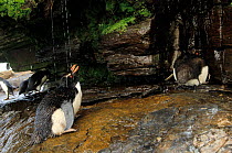 Rockhopper penguin {Eudyptes chrysocome} taking a freshwater shower, Falkland Islands.