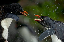 Two Rockhopper penguins {Eudyptes chrysocome} quarreling whilst taking a freshwater shower, Falkland Islands.