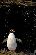 Rockhopper penguin {Eudyptes chrysocome} taking a freshwater shower, Falkland Islands.