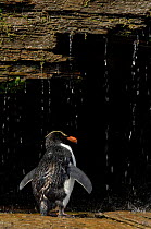 Rear view of Rockhopper penguin {Eudyptes chrysocome} taking a freshwater shower, Falkland Islands.