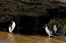 Three Rockhopper penguins {Eudyptes chrysocome} taking freshwater showers, Falkland Islands.