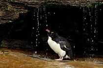 Rockhopper penguin {Eudyptes chrysocome} profile taking a freshwater shower, Falkland Islands.