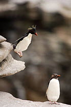 Rockhopper penguin {Eudyptes chrysocome} dropping-off rocky overhang, Falkland Islands, Sequence 1/3.