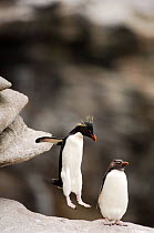 Rockhopper penguin {Eudyptes chrysocome} dropping-off rocky overhang, Falkland Islands, Sequence 3/3.