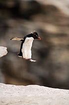 Rockhopper penguin {Eudyptes chrysocome} dropping-off rocky overhang, Falkland Islands, Sequence 2/3.