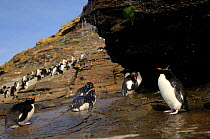 Rockhopper penguins {Eudyptes chrysocome} taking freshwater showers, Falklands islands.