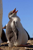 Gentoo Penguin {Pygoscelis papua} 3-week, chick panting to cool off in warm weather. Falkland Islands.