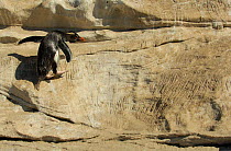 Rockhopper penguin {Eudyptes chrysocome} following path up steep section of rock, towards breeding colony. Note distinctive claw marks scratched onto the rocks as a result of millions of journeys made...