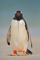 Gentoo Penguin {Pygoscelis papua} portrait, Falkland Islands.