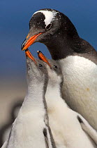 Gentoo Penguin chicks (2-week) {Pygoscelis papua} begging parent for food, Falkland Island.