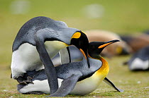 King penguins {Aptenodytes patagonicus} mating, Falkland Islands.