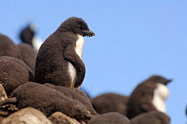 Rockhopper penguin chick {Eudyptes chrysocome} in rookery / creche, Falkland Islands.
