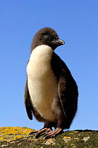 Rockhopper penguin chick {Eudyptes chrysocome} portrait, Falkland Islands.