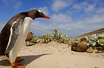 Gentoo penguin {Pygoscelis papua} confronting Brown Skua {Catharacta antarctica} with chick, Falkland Islands.