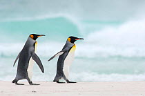 Two King penguins {Aptenodytes patagonicus} walking along beach, Falkland Islands.