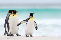 Three King penguins {Aptenodytes patagonicus} walking on beach, Falkland Islands.