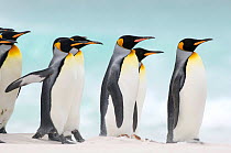 Group of King penguins {Aptenodytes patagonicus} walking on beach, Falkland Islands.