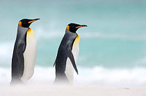 Two King penguins {Aptenodytes patagonicus} walking on beach, Falkland Islands.