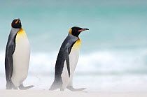 Two King penguins {Aptenodytes patagonicus} walking on beach, Falkland Islands.