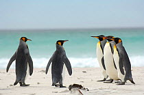 Group of five King penguins {Aptenodytes patagonicus} on beach, Falkland Islands.