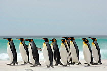 Group of King penguins {Aptenodytes patagonicus} walking on beach, Falkland Islands.