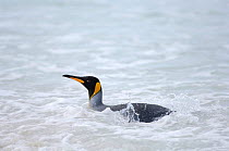 King penguin {Aptenodytes patagonicus} in shallow surf, Falkland Islands.