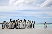 Group of King penguins {Aptenodytes patagonicus}  on beach looking out to sea, Falkland Islands.