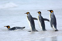 Group of King penguins {Aptenodytes patagonicus} in file, entering shallow surf, Falkland Islands.