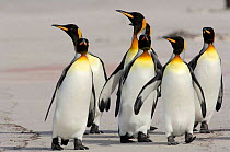 Group of King penguins {Aptenodytes patagonicus} walking along beach, Falkland Islands