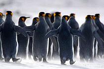 Rear view of King penguins {Aptenodytes patagonicus} walking on beach, Falkland Islands.