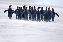 Rear view of King penguins {Aptenodytes patagonicus} walking along beach, Falkland Islands.