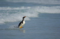 Gentoo Penguin {Pygoscelis papua} switching from the horizontal swimming position to an upright walking posture, as fast as possible to avoid attack from Sealions lurking in the surf line. Falkland Is...