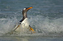 Gentoo Penguin {Pygoscelis papua} in shallow surf, switching from the horizontal swimming position to an upright walking posture, Falkland Islands.