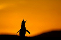 Magellanic penguin {Spheniscus magellanicus} silhouette calling at sunset,  Falkland Islands.