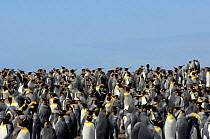 King penguin {Aptenodytes patagonicus} breeding colony, Falkland Islands.