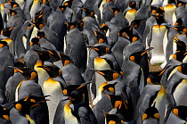 King penguin {Aptenodytes patagonicus} breeding colony, Falkland Islands