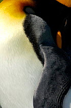 Close-up of King penguin {Aptenodytes patagonicus} feathers, Falkland Islands.