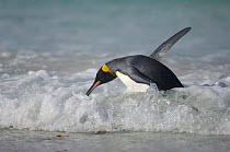 King penguin {Aptenodytes patagonicus} in shallow surf, switching from the horizontal swimming position to an upright walk, Falkland Islands.