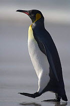 King penguin {Aptenodytes patagonicus} walking on beach, Falkland Islands.