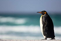 King penguin {Aptenodytes patagonicus} on beach, Falkland Islands.