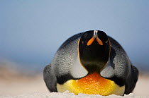 King penguin {Aptenodytes patagonicus} sliding on belly 'tobogganing' , Falkland Islands.