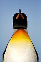 King penguin {Aptenodytes patagonicus} portrait, Falkland Islands.