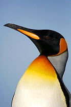 King penguin {Aptenodytes patagonicus} head profile, Falkland Islands.