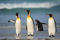 Group of King penguins {Aptenodytes patagonicus} walking through shallow surf, Falkland Islands.