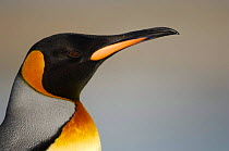 King penguin {Aptenodytes patagonicus} head profile, Falkland Islands.