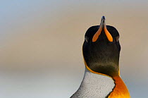 King penguin {Aptenodytes patagonicus} head portrait, Falkland Islands.