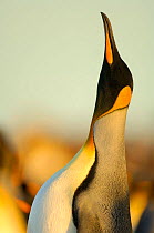 King penguin {Aptenodytes patagonicus} male head profile, with beak upright during display, Falkland Islands.